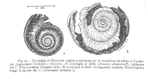 E'' stato un Carabidae a rompere il guscio di chiocciola?